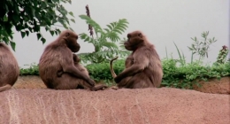 Hayvanlı porno izle maymun insan pornosu					